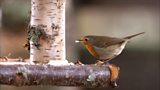 Garden bird experiment