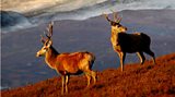 Deer management