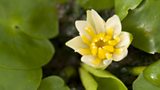 Kew lily theft