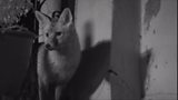 Living with urban foxes