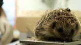Hibernating hedgehogs
