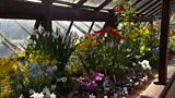 Alpine garden featured