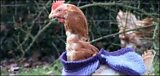 Chickens
