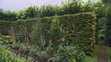 Why should I plant a hedge?