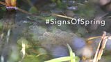 Signs Of Spring