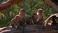 Jamie The Monkey Gets Sent Home