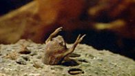 Frog Conductor