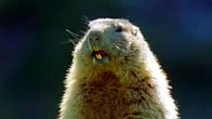 Sharon and Ozzy Gophers
