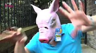 Pigdog Part Two