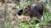 Dave The Dung Beetle Goes All Robbie Williams