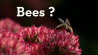 Springwatch: When Kate Wanted to be a Bee