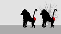 Will Garratt's Funny in 15:  Baboons