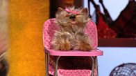 Josh Groban on People who Dress Pets up Like Humans