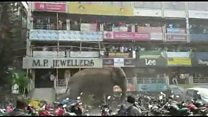 Elephant rampages through Indian town