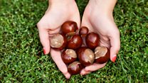 The plight of the conker