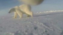 Polar bear cam to help science