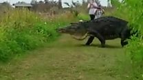 Giant Alligator Caught On Film In Florida - BBC News