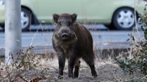Wild boars take over evacuated Fukushima