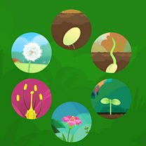 BBC Bitesize - What are the stages of a plant's life cycle?