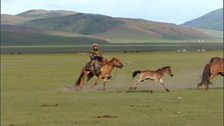 Image for Nomadic life: Mongolian horse herders