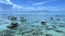 Image for Adapting to the environment: Bajau Laut fishing