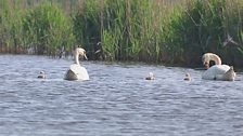 mute_swan.jpg