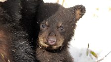In pictures: A Tale of Three Bears