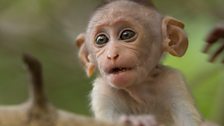 In pictures: A Monkey's Tale