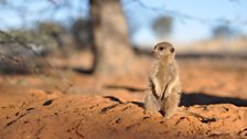 In pictures: A Meerkat's Tale