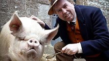 Pig-hoo-o-o-o-ey!
