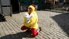 Chickens - A Cock in the Coop