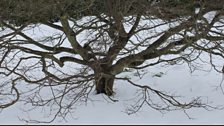 Spring In The Snow