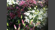 Gardening Scotland Twitter Treasure Hunt