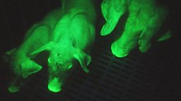 glowing pigs