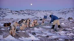 Image for Arctic - Life in the Deep Freeze