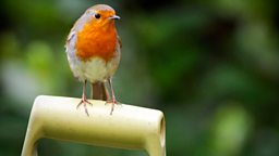 Image for Garden Birds