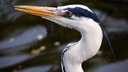 Image for Waterbirds