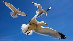 Image for Seabirds