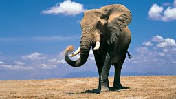Image for Why Elephants Can't Dance