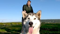 Image for Sheep Dogs, Australia