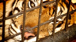 Image for Tiger Island: Natural World Special