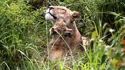 Image for A Lion's Tale