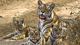 Image for Queen of Tigers