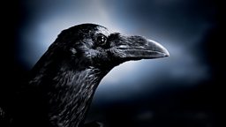 Image for Midnight Cry of the Deathbird