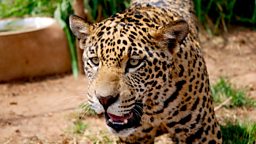 Image for Jaguars - Born Free: Natural World Special