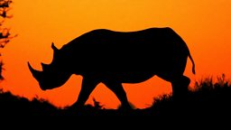 Image for Flight of the Rhino