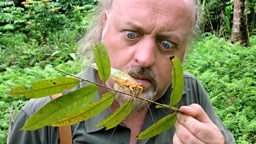 Image for Wallace in Borneo