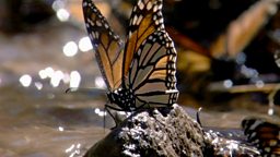 Image for Monarch Butterfly - Spectacle