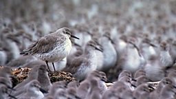 Image for Knots - Flocking