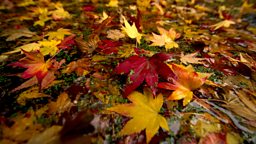 Image for Autumn